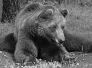 Przez wiele lat był żywą zabawką dla ludzi. Teraz Baloo już nie cierpi... 