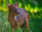 Nowa podopieczna warszawskiego zoo. „Najmniejszy jeleń świata”