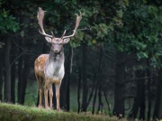 Atak agresywnego jelenia w Zakopanem. Ranna kobieta, świadkowie wszystko widzieli