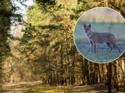 Potrącone na ulicy zwierzę trafiło do badań. Specjaliści w szoku. 