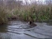 Pokazali nagranie z fotopułapki. Internauci rozbawieni