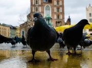 Ponad 1200 gołębi poddanych eutanazji w krakowskim schronisku. Wiceprezydent Mazur: „To przeciętna liczba”