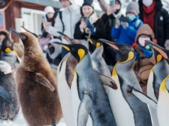 Warszawskie zoo szuka św. Mikołajów. Zwierzęta czekają na prezenty