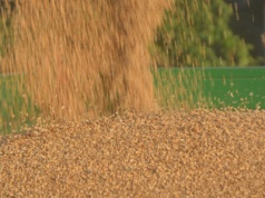 Kolejny przetarg w Port Gdańsk. Nie są wymagane przeładunki produktów agro