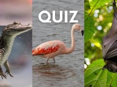 Ssak, ptak czy płaz? Quiz wiedzy sprawdzi, czy jesteś znawcą zwierząt