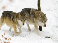 Ruszył kontrowersyjny proceder. W Szwecji chcą odstrzelić zagrożony gatunek