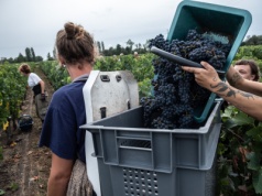 Europejscy producenci wina odczuli skutki zmian klimatu. Potentaci liczą straty