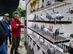 Trwa EXPOGołębie 2025. Zawrotne ceny za najcenniejsze okazy
