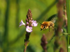 Werbena pospolita – Verbena officinalis L.