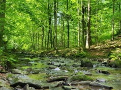 Leśnicy planują sprzedać w tym roku niemal 1,94 mln m sześc. podkarpackiego drewna