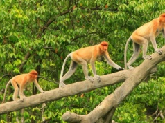 Komodo, Sumatra czy Borneo? Gdzie zobaczyć dziką przyrodę Indonezji?