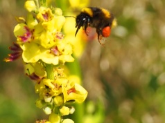 Dziewanna pospolita – Verbascum nigrum L.