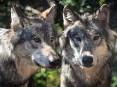 Wilki pod Pabianicami. Watahy krążą już nie tylko po lasach