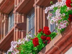 To najpiękniejsza odmiana pelargonii. Posadź ją, a twój balkon zaleje morze kwiatów