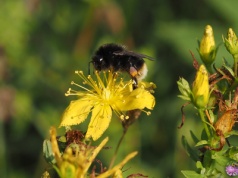 Dziurawiec zwyczajny – Hypericum perforatum L.