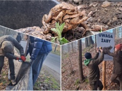Uratowali ponad 4 tysiące płazów przed śmiercią pod kołami samochodów [FOTO]