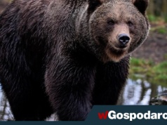 Słowaccy żołnierze strzelają do niedźwiedzi