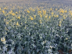 Nawet -7°C przy gruncie. Czy przymrozki uszkodzą kwitnący rzepak?