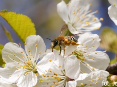 Wiśnia ptasia – Prunus avium L.