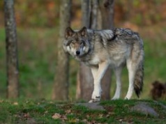 Ostrzeżenie przed wilkami. Widziano je w kolejnej polskiej gminie