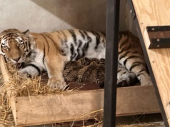 Płock: w zoo urodziły się cztery tygrysiątka, cieszą tym bardziej, że należą do zagrożonego gatunku