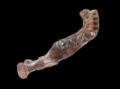 Szczęka z dna morskiego Tajwanu potwierdza obecność Denisowian w Azji Południowo-Wschodniej