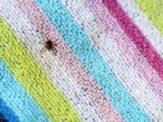 Nie czekają na żywiciela, gonią ofiarę jak wilki. Kleszcze afrykańskie w Polsce sieją postrach