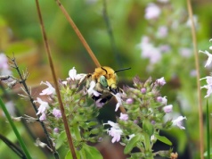 Macierzanka piaskowa – Thymus serpyllum L.