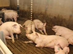 Przerośnięte racice u loch: jakie są skutki?