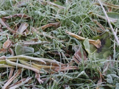 Nadchodzą przymrozki i… śnieg. Pamiętajmy o roślinach wrażliwych na niskie temperatury