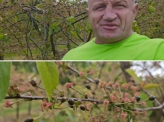 Pudzian bezsilny. Przymrozki zniszczyły plon, żniw nie będzie. 
