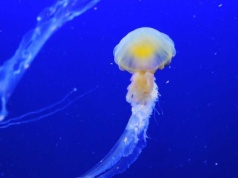 Bakteria przewodzi prąd niczym drut. Może pomóc oczyścić planetę