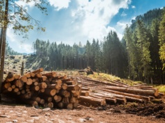 Lasy Państwowe zarabiają fortunę. W 2024 dwa razy więcej, niż planowano