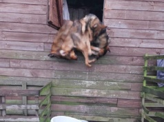 9 martwych psów na jednej z posesji w Piątku. Ruszył proces w drastycznej sprawie