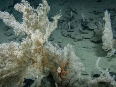 Nie znamy własnej planety. Ludzkość widziała mniej niż 0,001% głębszych partii dna oceanów