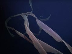 Antarktyda. "Wielka meduza widmo" ukrywała się pod lodem. Niezwykłe odkrycie [NAGRANIE]