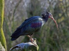 Jest zagrożony wyginięciem. Rzadki ibis grzywiasty pojawił się w Portugalii