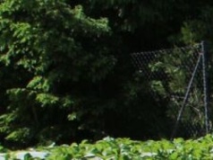 W tym roku truskawek będzie znacznie mniej. Plantatorzy liczą straty