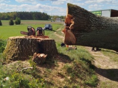 Skandal na Pomorzu. Wycięto 300-letni dąb. Mieszkańcy oburzeni