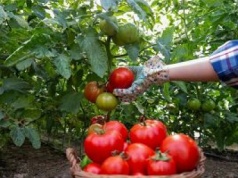 Gwarantuje wysyp dorodnych i soczystych pomidorów. Wciąż niewiele osób go stosuje