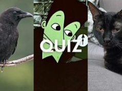 Czarny quiz wiedzy to trudne zadanie. Tylko 15% osób łapie w nim komplet