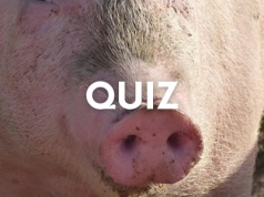 Poznasz zwierzę po pyszczku? To quiz dla spostrzegawczych osób
