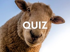 Trudny quiz wiedzy o zwierzętach. Odpowiesz poprawnie na 13 pytań?