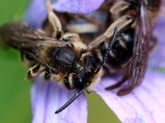 Pszczolinka dzwonkowa (Andrena curvungula)