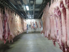 Drogie zboże zwiększa koszty produkcji rosyjskich hodowców trzody chlewnej