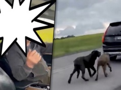 Szokujące nagranie! Właściciel ciągnął dwa psy cane corso za samochodem