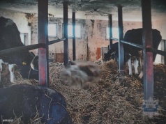 Właściciel – bestia – znęcał się nad bydłem. Został zatrzymany