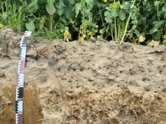 Materia organiczna, substancja organiczna i próchnica glebowa – co jest czym i jaką pełni rolę?