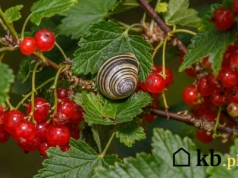 Zrobiłeś to po deszczu? Ułatwiasz życie ślimakom! Oto najczęstszy błąd