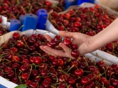 Importowane 100 zł za kilogram, krajowe nawet 130 zł. Ceny czereśni idą na rekord